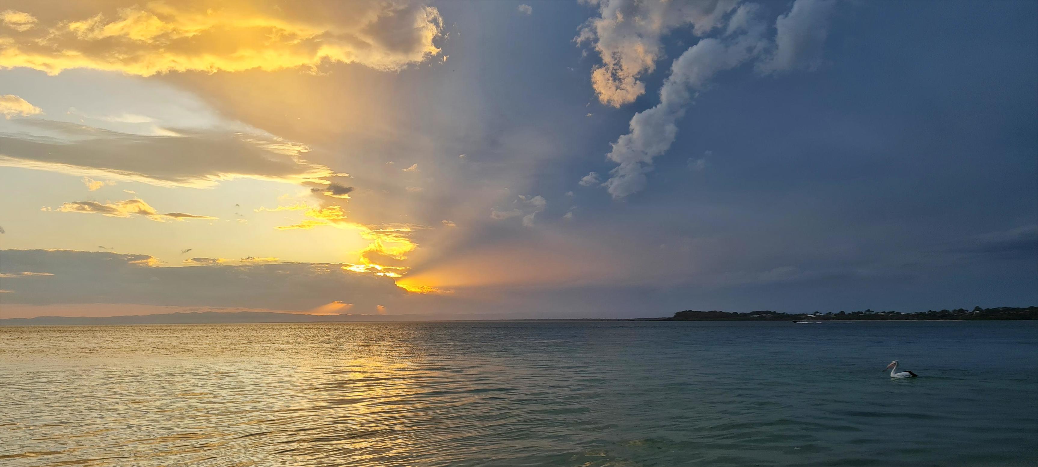 Pelican on Pumicestone Passage at sunset with storm cell