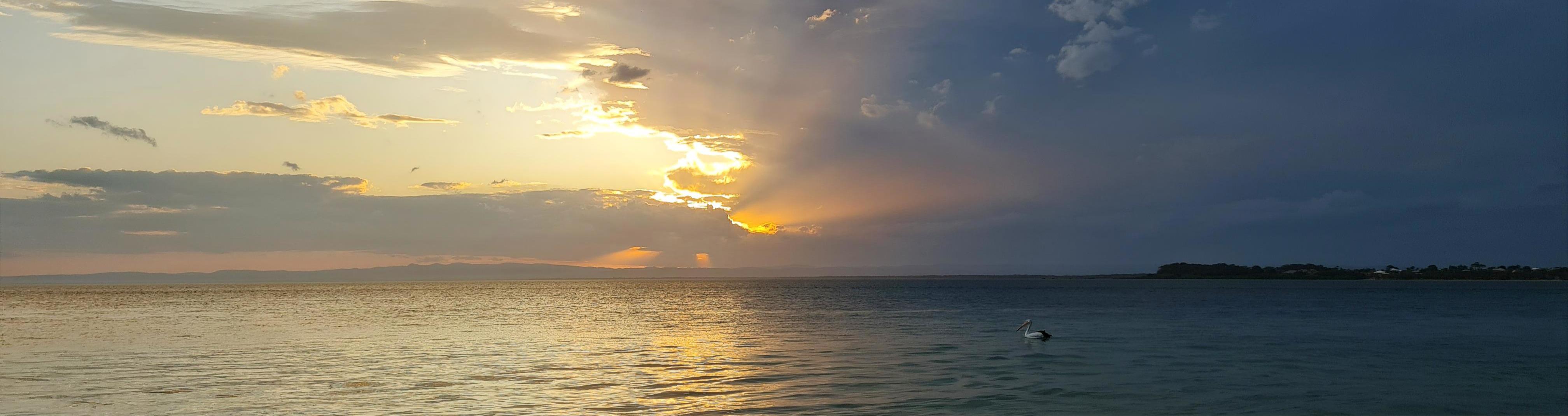 Pelican silhouette on golden water