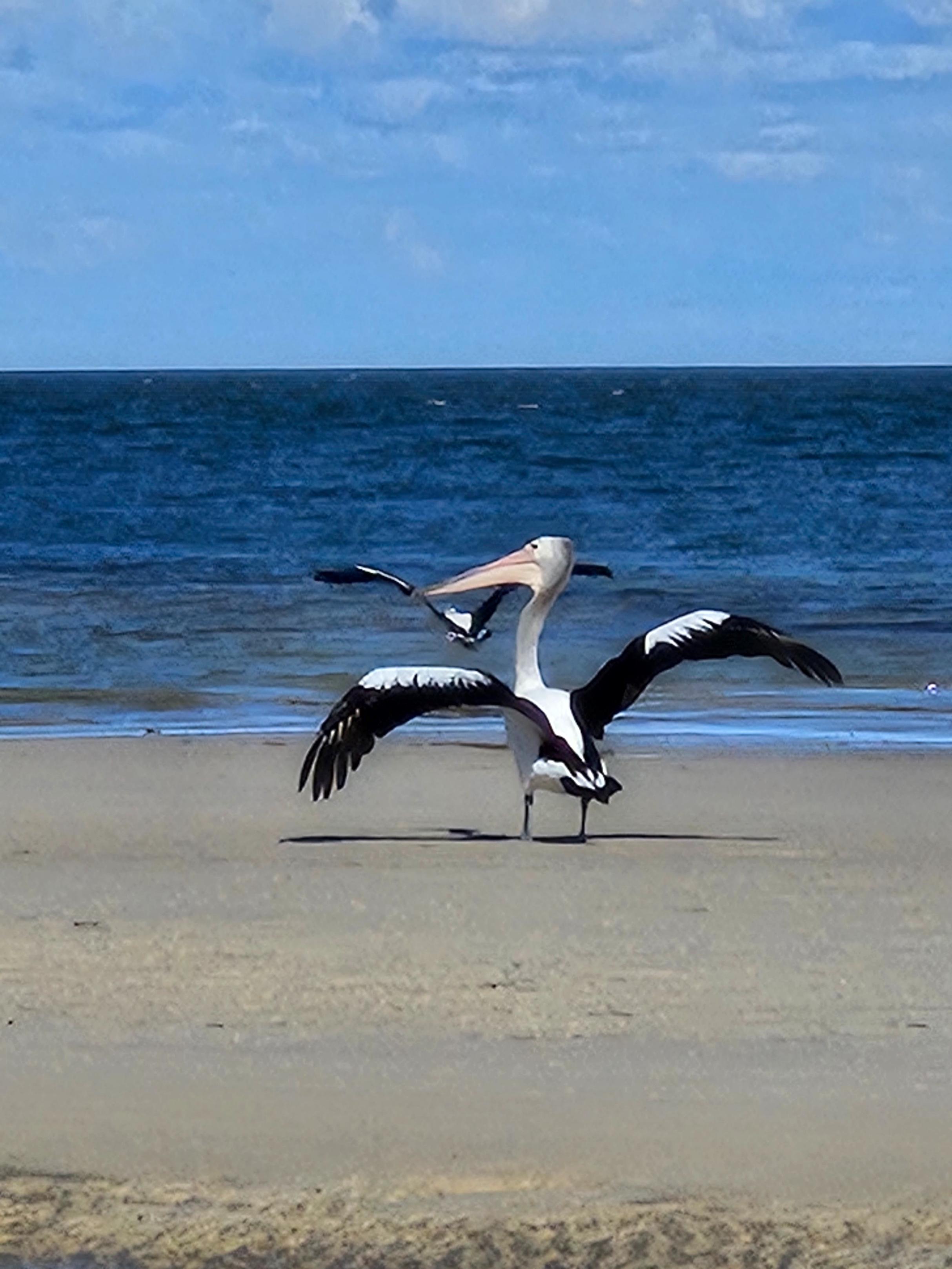 Pelican landing on Woorim Beach