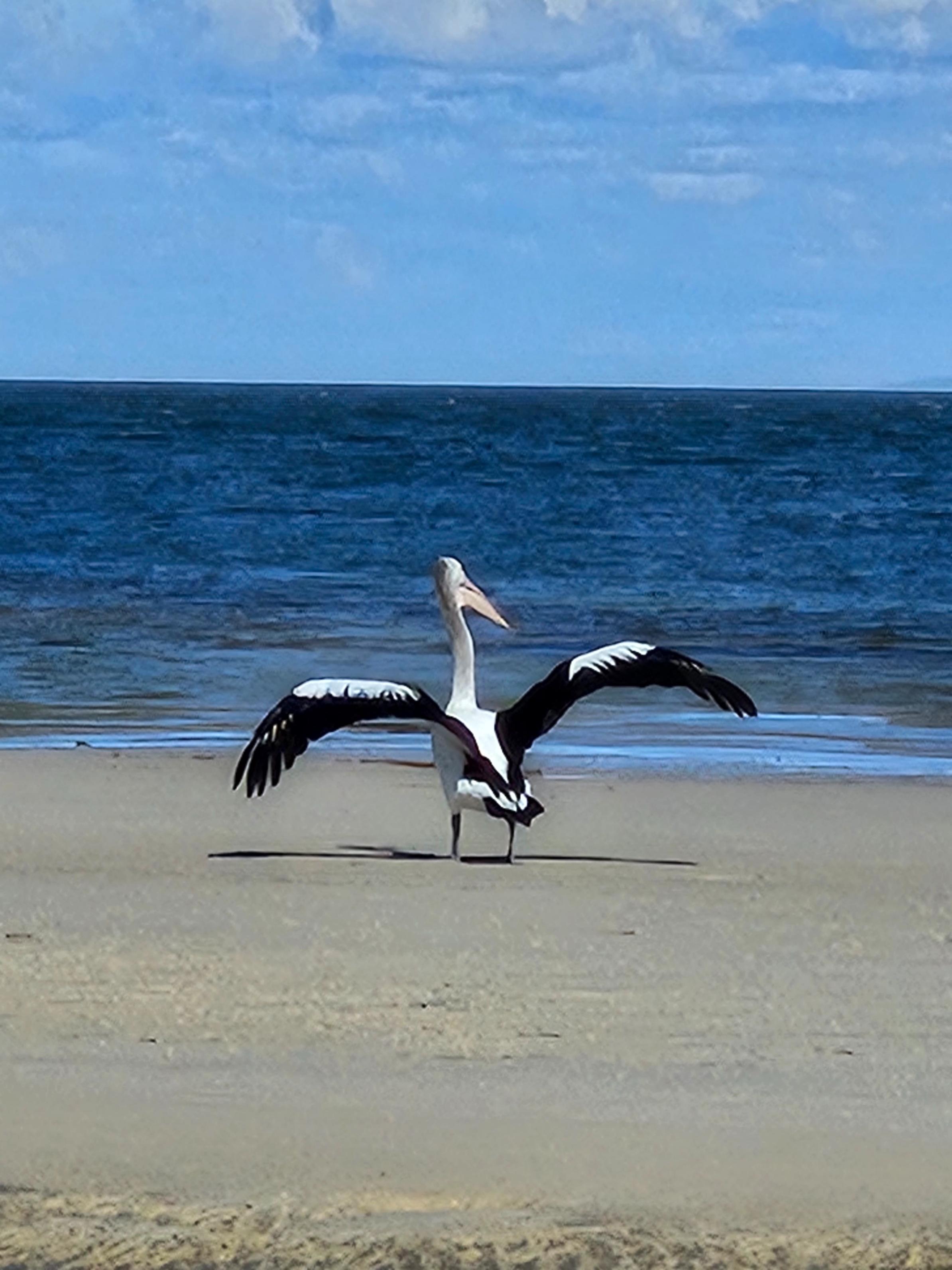 Pelican wings open Woorim Beach